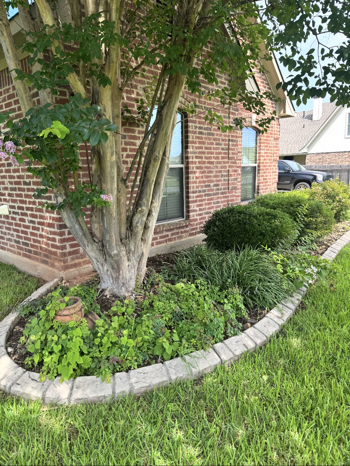 Tree bed refresh with river rock — before
