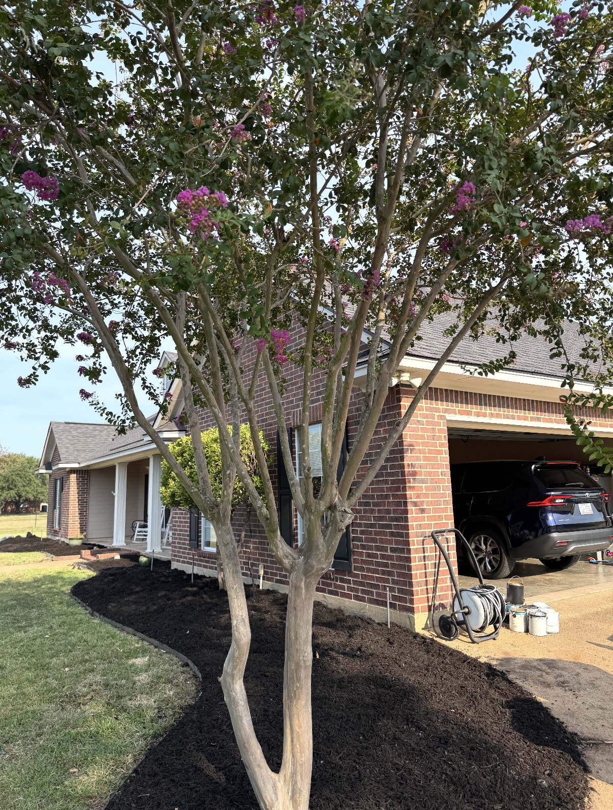 Tree bed prep & fresh mulch — after