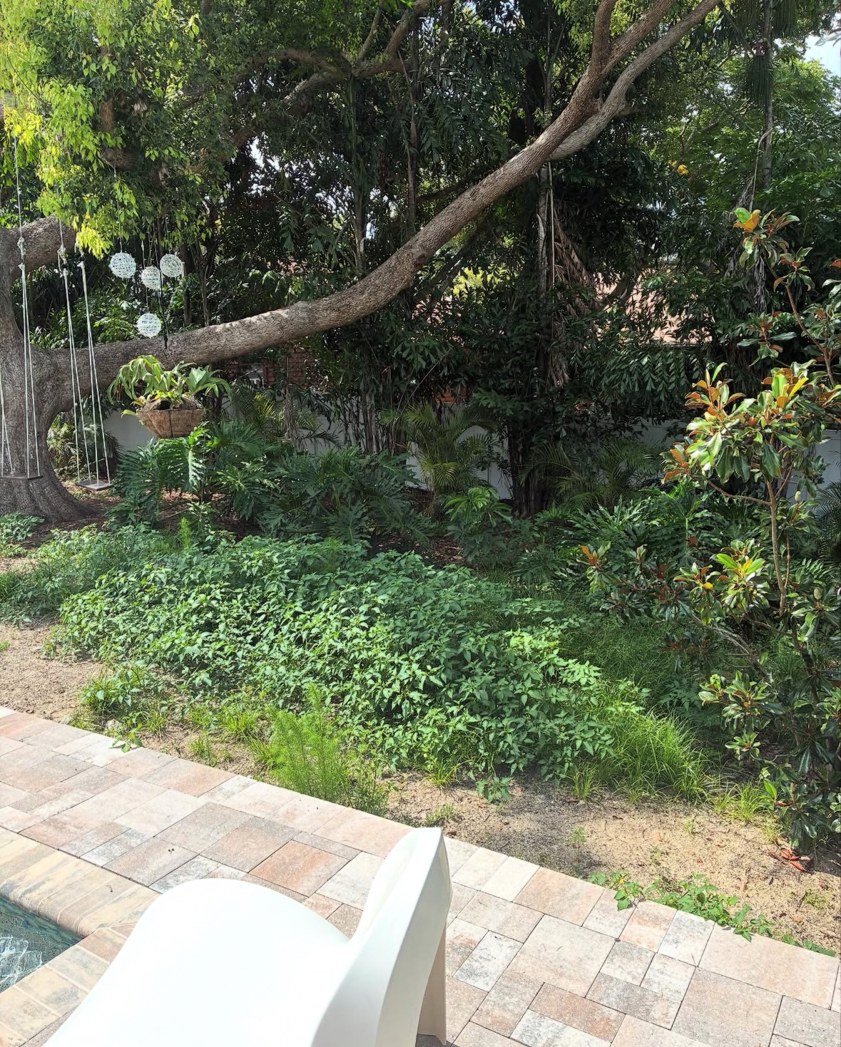 Poolside clearing & cleanup — before